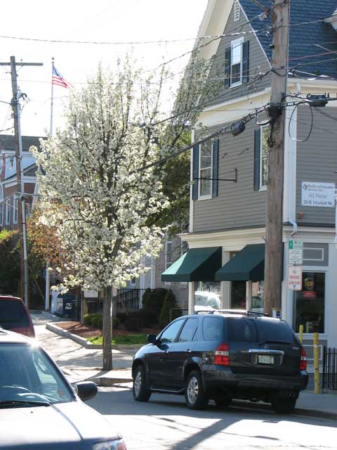 Flowering Dogwood on Market Street